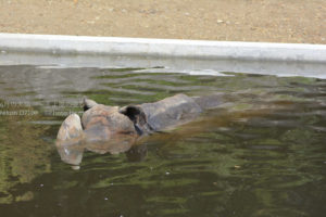 ［6］カバじゃないよ、サイだよ！！