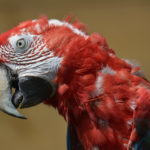 ［6］オウムって、アップで見るとすごい顔してますね！