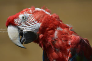 ［6］オウムって、アップで見るとすごい顔してますね！