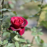 ［6］薔薇とダリアの季節も終わりが近い・・