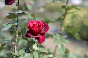 ［6］薔薇とダリアの季節も終わりが近い・・