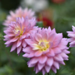 ［6］秋に美しき大輪の花を咲かせるダリア