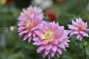 ［6］秋に美しき大輪の花を咲かせるダリア