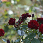 ［6］神代植物公園のバラ園に魅せられて、