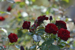 ［6］神代植物公園のバラ園に魅せられて、