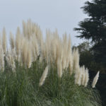 ［6］フサフサな花穂が美しい、パンパスグラス