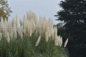 ［6］フサフサな花穂が美しい、パンパスグラス