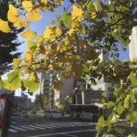 ［6］日常の散歩で見る、iPhone6のカメラの性能