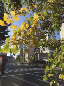 ［6］日常の散歩で見る、iPhone6のカメラの性能