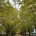 ［6］広角レンズと銀杏並木