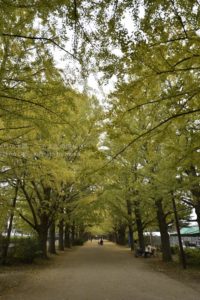 ［6］広角レンズと銀杏並木