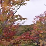 ［6］赤や黄色の色様々な都心の紅葉