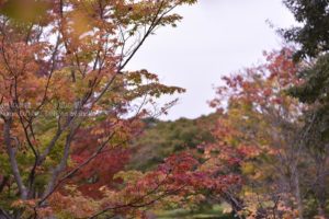 ［6］赤や黄色の色様々な都心の紅葉