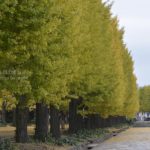 ［6］昭和記念公園に黄色いトンネルと絨毯が敷き詰められる季節