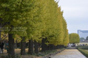［6］昭和記念公園に黄色いトンネルと絨毯が敷き詰められる季節