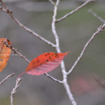 ［6］木の葉１枚で感じる小さな秋