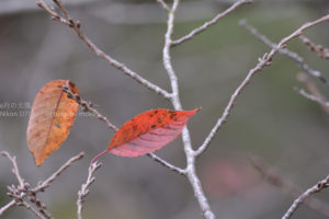 ［6］木の葉１枚で感じる小さな秋