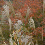 ［6］秋の風に穂を揺らすススキ
