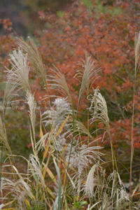 ［6］秋の風に穂を揺らすススキ