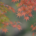 ［6］緑から赤へ、季節とともに変化する