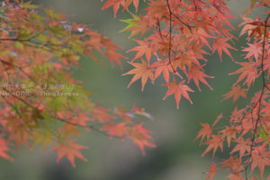 ［6］緑から赤へ、季節とともに変化する