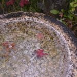 ［6］日本庭園で見つけた小さい秋