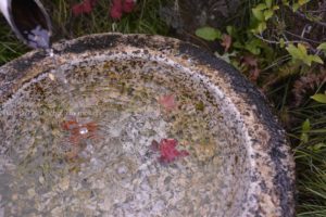 ［6］日本庭園で見つけた小さい秋