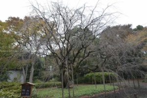 ［6］秋と春を比べてみた！！