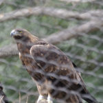 ［6］富士の次は鷹でしょ！？