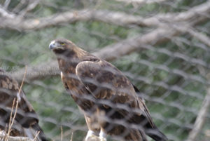 ［6］富士の次は鷹でしょ！？
