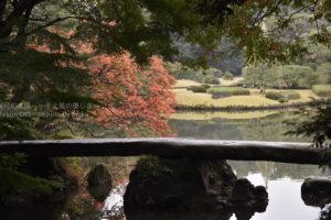 ［6］都心の紅葉の代表的なスポット、六義園！