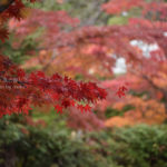 ［6］千葉県松戸が誇る紅葉の名所、本土寺！