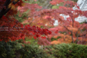 ［6］千葉県松戸が誇る紅葉の名所、本土寺！