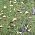 ［6］自然が作った落ち葉のアート