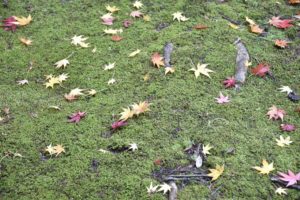 ［6］自然が作った落ち葉のアート