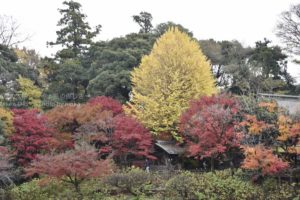 ［6］色づく紅葉で、あなたは何を感じますか？