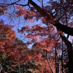 ［6］実は、東京は紅葉天国！？