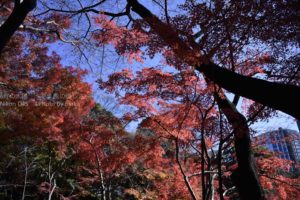 ［6］実は、東京は紅葉天国！？