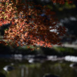 ［6］色づき始めから散り際まで美しいモミジの葉