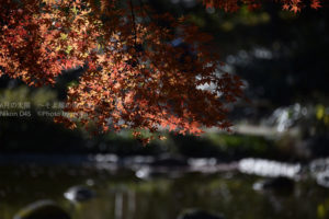 ［6］色づき始めから散り際まで美しいモミジの葉