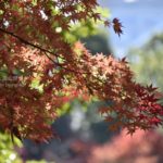 ［6］2014年ラストの紅葉は小石川後楽園