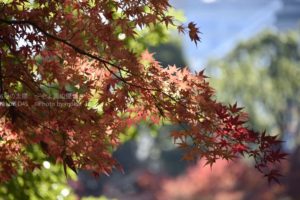［6］2014年ラストの紅葉は小石川後楽園