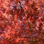 ［6］２０１４年の紅葉のベスト１