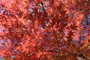 ［6］２０１４年の紅葉のベスト１