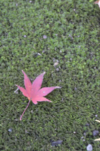 ［6］日本庭園から眺めた洋館の姿