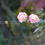 ［6］冬に咲く薔薇の花