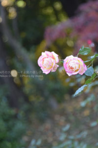 ［6］冬に咲く薔薇の花