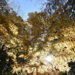 ［6］紅葉散歩　〜六義園〜