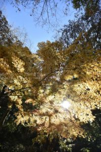 ［6］紅葉散歩　〜六義園〜