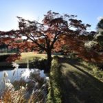 ［6］西日を背に浴びて、神々しく輝く楓の木